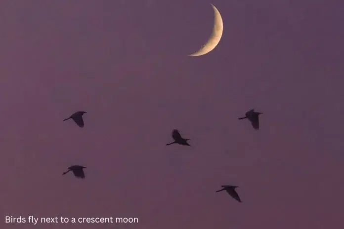Birds fly next to a crescent moon